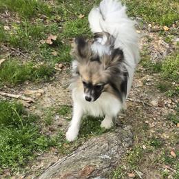 Aspen - Papillon