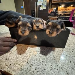 Anna - Black and tan female Yorkshire Terrier puppy in St. Louis, Missouri from 367 Yorkies
