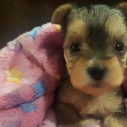 Yorkshire Terriers from Furever Paws