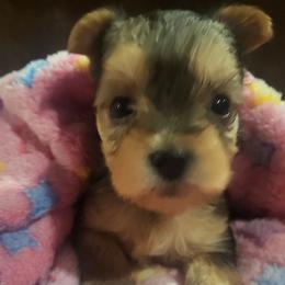 Yorkshire Terriers from Furever Paws