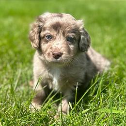 Comet - Red merle male Aussiedoodle puppy in Columbia Falls, Montana from Firefly Aussies & Aussiedoodles