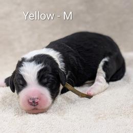 Yellow collar - Black and white male Sheepadoodle puppy in Seaman, Ohio from Ohio Valley Sheepadoodles