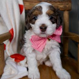 Holly - Merle - Merle female Bernedoodle puppy in Bowling Green, Ohio from Windy Creek Doodles