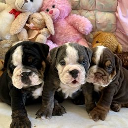 Bulldog Puppies from Snuggle Pups