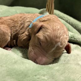 Bamboo - Poodle puppy from Ghibli Poodles