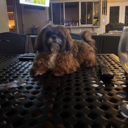 Shih Tzu All Grown Up from Shih Tzu Jewels of Cocoa