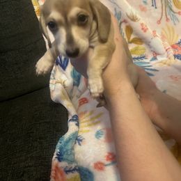 Girl 1 - Chocolate and cream Dachshund puppy in Troy, Tennessee from Brewer’s Mini Doxies