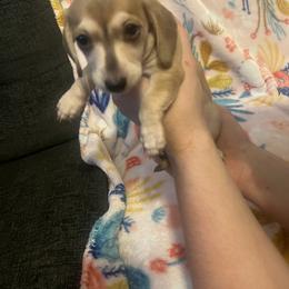 Girl 1 - Chocolate and cream Dachshund puppy in Troy, Tennessee from Brewer’s Mini Doxies