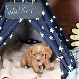 AKC Walker - Ruby male Cavalier King Charles Spaniel puppy in Albany, Indiana from Hatz Off Puppies
