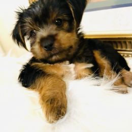 Yorkshire Terrier Puppies from Yuppie Yorkies