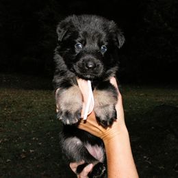 Pink collar - Bi-color female German Shepherd puppy in Dexter, Missouri from Vom Morris Haus German Shepherds