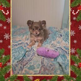 Sugarplum - Chocolate and white female Chihuahua puppy in Demorest, Georgia from Sourpatch Chihuahuas