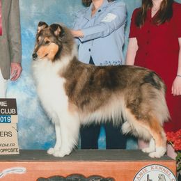 Emilia - Collie
