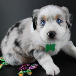 Amore - Blue merle male Australian Shepherd puppy in Plantersville, Texas from Jak Se Auss