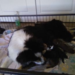 Australian Shepherd Puppies from L and D Australian Shepherds