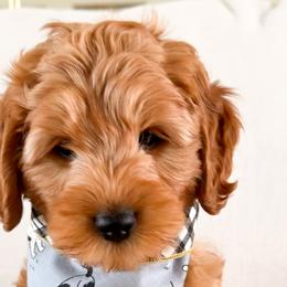 Goldendoodles from Patriot Lane Pups