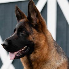 German Shepherds from In Stride Shepherds