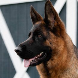 German Shepherds from In Stride Shepherds