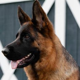 German Shepherds from In Stride Shepherds