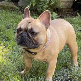 Foster - French Bulldog