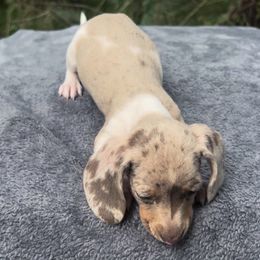 Isabella Dappled Piebald Boy - Dachshund puppy from Coastal Georgia Miniature Dachshunds