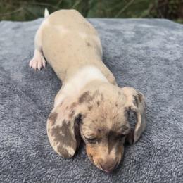 Isabella Dappled Piebald Boy - Dachshund puppy from Coastal Georgia Miniature Dachshunds