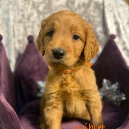 Niblet - Red  male Goldendoodle puppy in Rockville, Minnesota from Bracha Poodles & Doodles