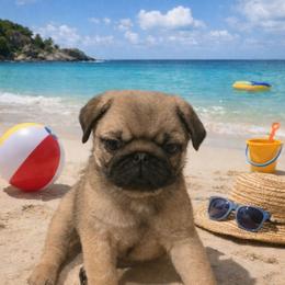Jacob - Fawn male Pug puppy in Chiefland, Florida from Tammy's Pug Pups