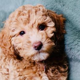 Ruby - Apricot female Goldendoodle puppy in Forney, Texas from Diamond Doodle Pups and Poodles