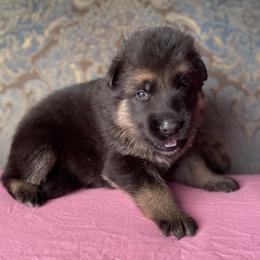 Fuchsia collar girl - Black and red female German Shepherd puppy in Coleta, Illinois from Four Leaf Farm- Vom Vierblättriges Bauernhof