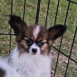 Girl 1 - White and sable female Papillon puppy in Webster, Texas from Fairytail Papillon's & Phalene's
