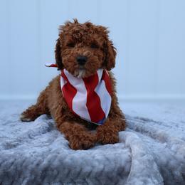 Sunny - Red  male Goldendoodle puppy in Apopka, Florida from Rae Precious Puppies