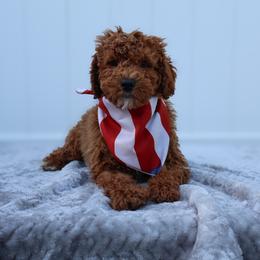 Sunny - Red  male Goldendoodle puppy in Apopka, Florida from Rae Precious Puppies