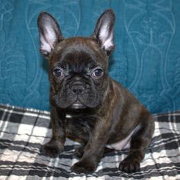 French Bulldog puppies from Millander Bullies  French Bulldogs