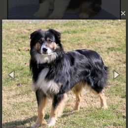 Wentz - Australian Shepherd