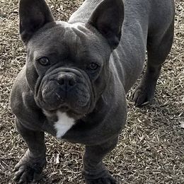 Yukon - French Bulldog