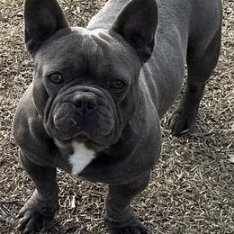 Yukon - French Bulldog