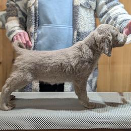 Blitzen - female Long Haired Weimaraner puppy in Evart, Michigan from Drehbar Weimaraners