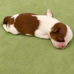 Bean - Liver male Shih Tzu puppy in Gig Harbor, Washington from Shih Tzu snuggles