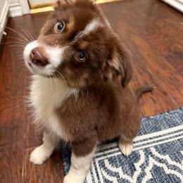 Woody - Red tri male Miniature Australian Shepherd puppy in Dallas, Waco, And Tyler, Texas from Beulah Aussie Farms Texas
