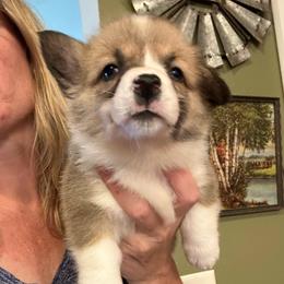 Willow - Sable female Pembroke Welsh Corgi puppy in New Auburn, Wisconsin from Cordell Corgis