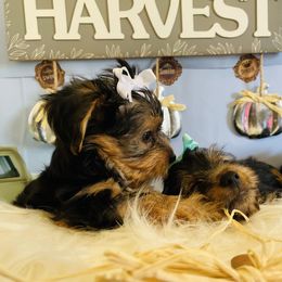 Yorkshire Terrier Puppies from Yuppie Yorkies