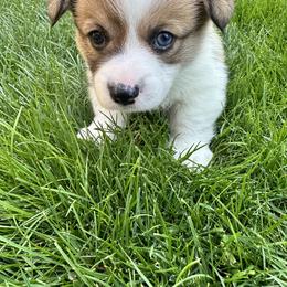 Pembroke Welsh Corgi Puppies from Fern Canyon Corgis