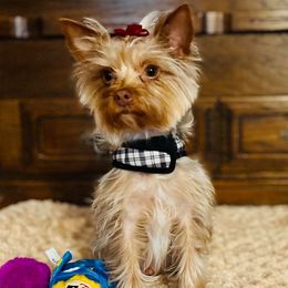 Evie - Yorkshire Terrier