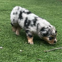 Chandler - Blue merle male Miniature Australian Shepherd puppy in Bethany, Illinois from Rachel at Marrowbone Creek Aussies