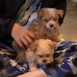 Bordoodle, Goldendoodle, Golden Retriever, and Poodle Puppies from Cuddles n Curls