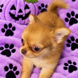 Maple - Chocolate sabled fawn female Chihuahua puppy in Kyle, Texas from joy of chihuahuas tx