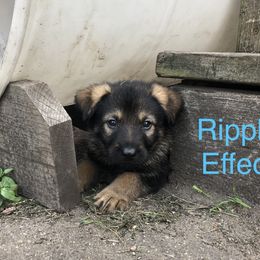 Boy 1 - German Shepherd puppy in Crown Point, Indiana from Nordwolfe