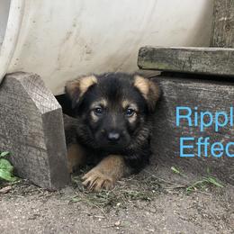 Boy 1 - German Shepherd puppy in Crown Point, Indiana from Nordwolfe