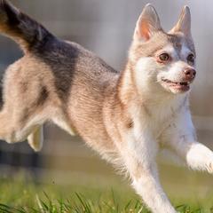 Cinder - Alaskan Klee Kai